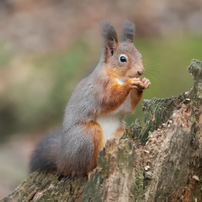 Red Squirrel Photography