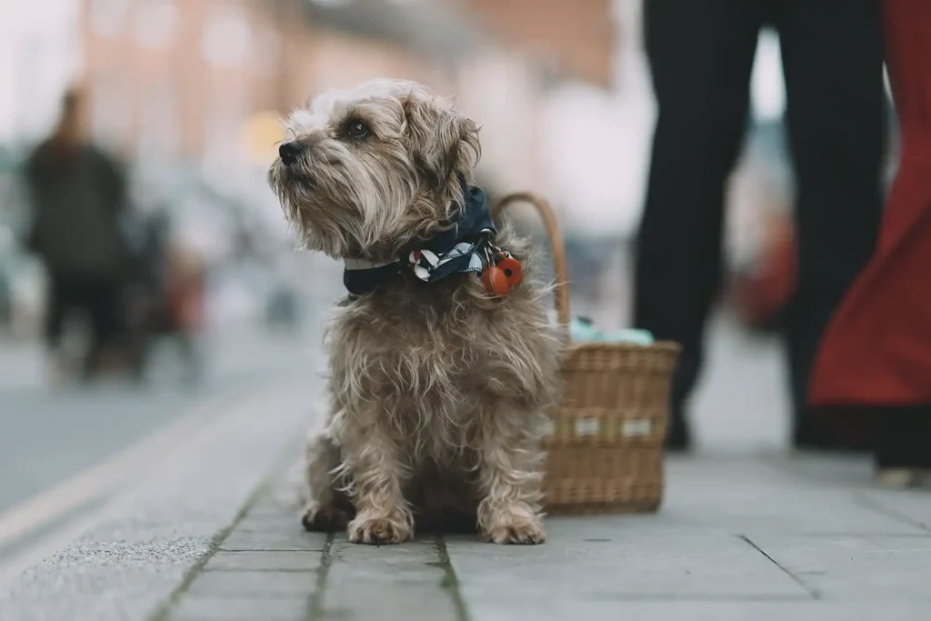 Cute dog at Welshpool 1940s Weekend